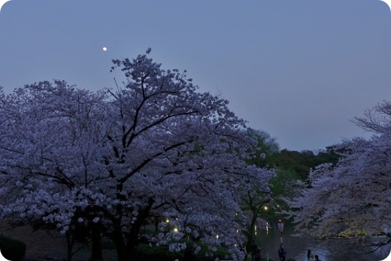 東海市大池公園桜まつり