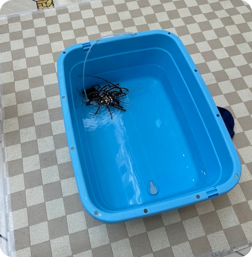 あそべーる水族館
