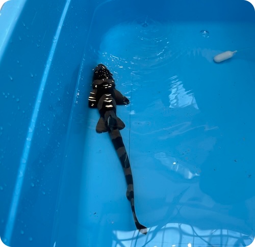 あそべーる水族館