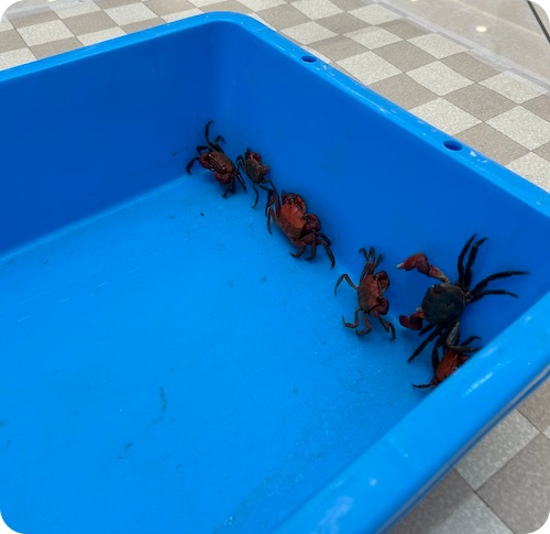 あそべーる水族館