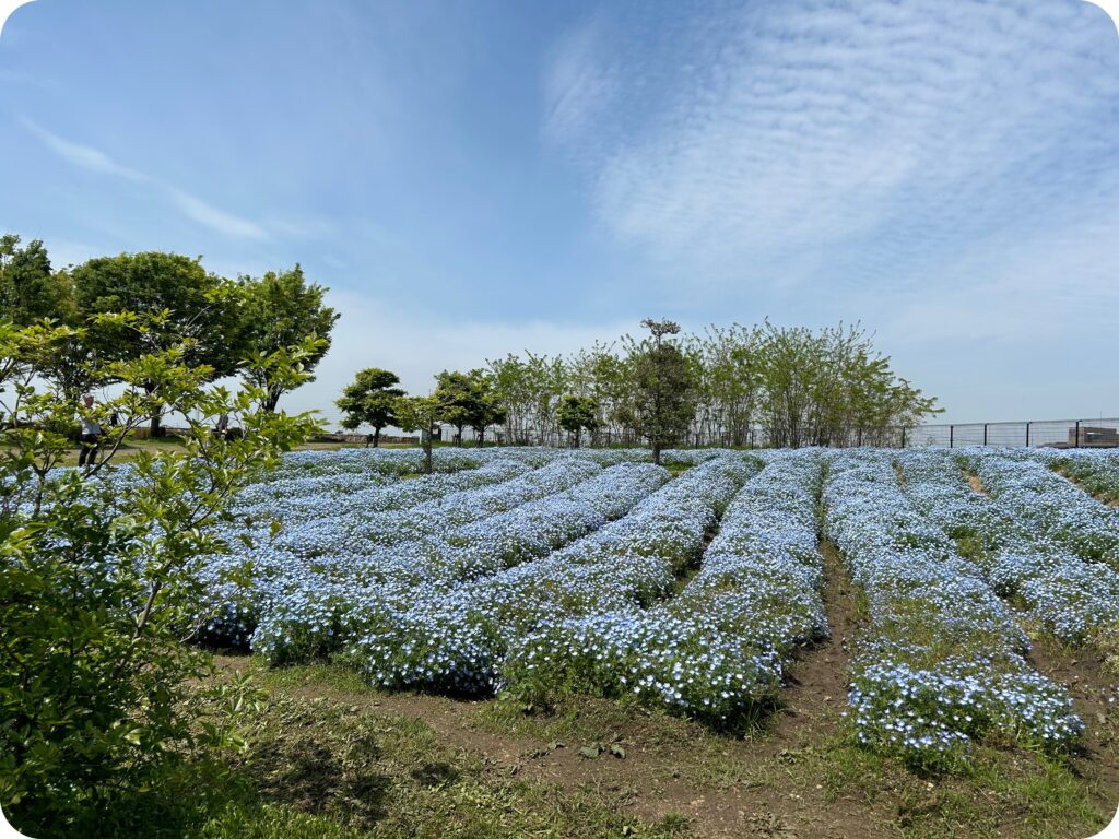 安城市・碧南市：油ヶ淵公園（安城市側）ネモフィラ