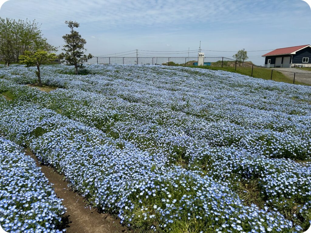 安城市・碧南市：油ヶ淵公園（安城市側）ネモフィラ