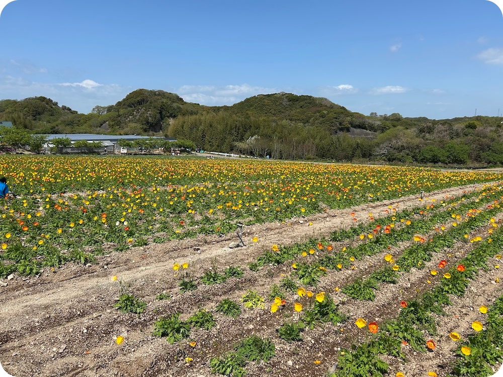南知多町：花ひろば4月のポピー