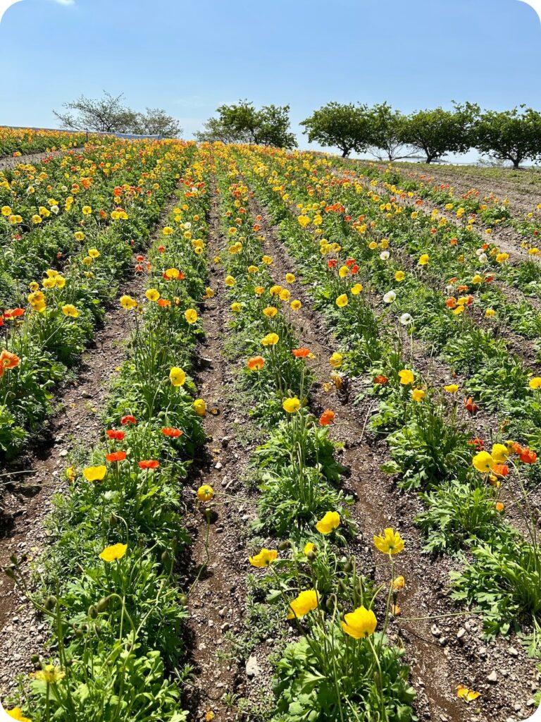 南知多町：花ひろば4月のポピー