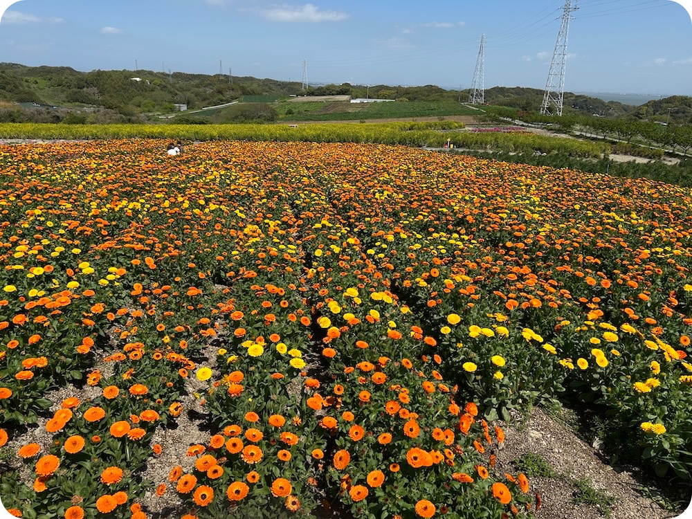 南知多町：花ひろば4月のキンセンカ