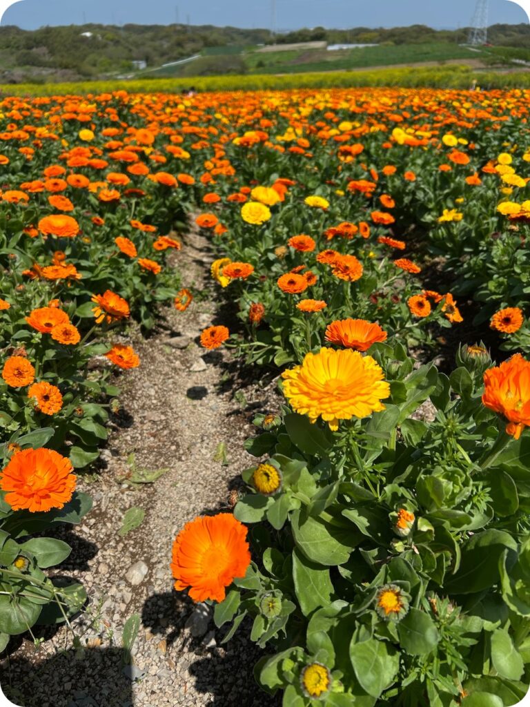 南知多町：花ひろば4月のキンセンカ