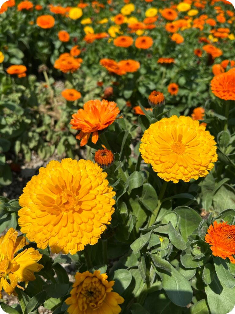 南知多町：花ひろば4月のキンセンカ