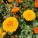 南知多町：花ひろば