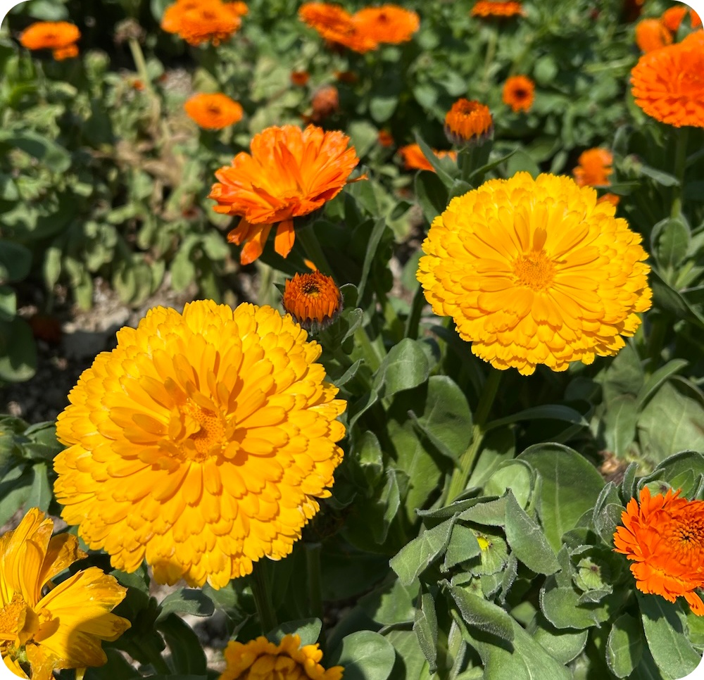 南知多町：花ひろば