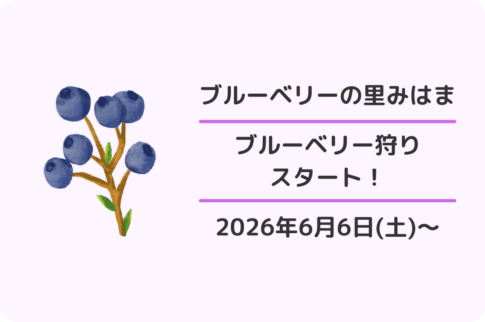 ブルーベリーの里みはま：ブルーベリー狩り