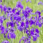 阿久比町：花かつみ