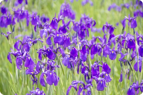 阿久比町：花かつみ