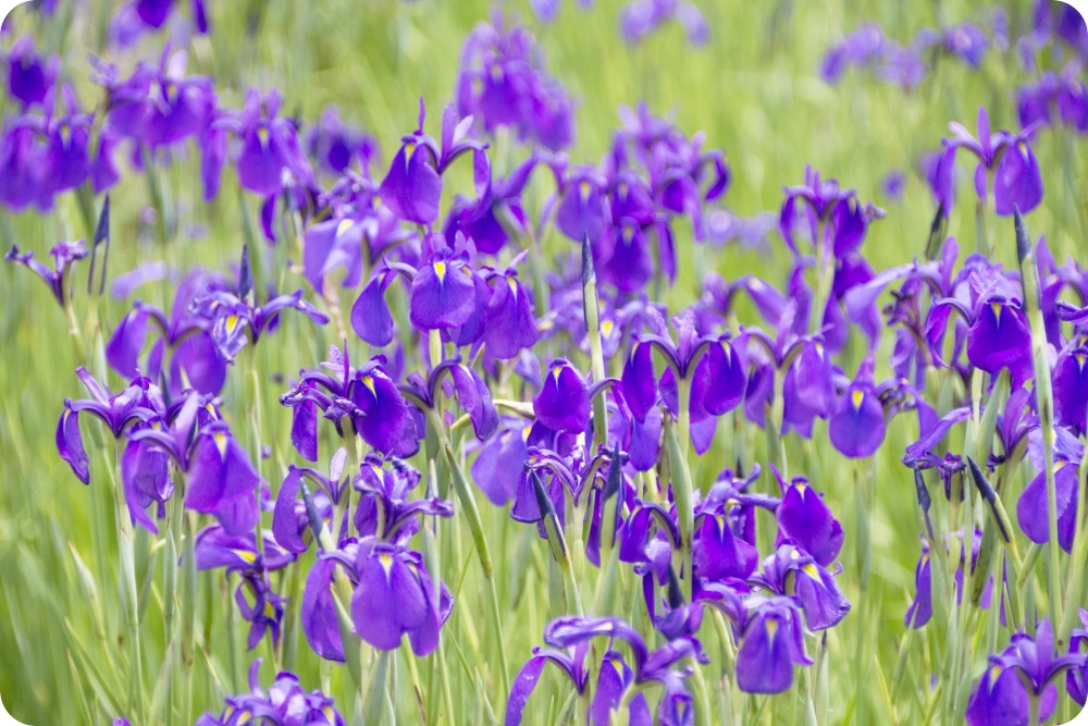 阿久比町：花かつみ