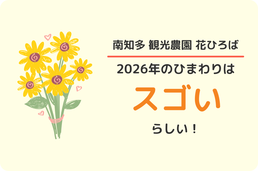 南知多 観光農園花ひろば：ひまわり2026